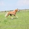 Amazing haflinger running on pasturage