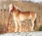 Amazing haflinger in winter