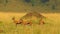 Amazing Herd of Thomsonâ€™s Gazelles, Wild Nature, Wild Animal, Africa, Savanna