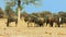 Amazing Herd of Wildebeest, Wild Animal, Wild Nature, Africa, Wildlife