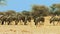 Amazing Herd of Wildebeest, Wild Animal, Wild Nature, Wildlife, Africa