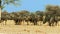 Amazing Herd of Wildebeest, Wild Animal, Wildlife, Wild Nature, Africa