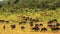 Amazing Herd of Wildebeests, Wild Nature, Africa, Wild Animal, Wildlife, Savanna