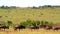 Amazing Herd of Wildebeests, Wild Nature, Africa, Wildlife, Wild Animal, Savanna