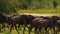 Amazing Herd of Wildebeests, Wild Nature, Wildlife, Africa, Wild Animal, Savanna