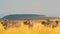 Amazing Herd of Zebras, Africa, Wild Animal, Wildlife, Wild Nature, Savanna