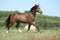 Amazing horse running on spring pasturage