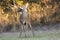 Amazing huge whitetail buck making scent marking on overhanging branch