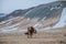 amazing icelandic horses on pasture with snow-covered hills behind,