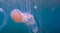 amazing illuminated Jellyfish moving through the water swimming