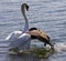 Amazing image of the epic fight between the Canada goose and the swan