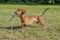 Amazing image of a sausage dog playing with his leash