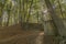 Amazing image of the staircase of a ancient amphitheater in the open air in the middle of the forest