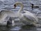 Amazing image with the swans and a gull