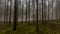 Amazing image of tall pine trees in the forest with moss on the ground in the forest