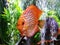 Amazing incredible discus fish photo looking directly at camera taking shot bubbles background wallpaper plants green growing
