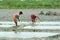 Amazing Indian Poor Dhuruba Tribe caste Young Women People Catching fish using Fishing Net in village pond catchment area. Rural