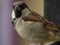 Amazing Indian Sparrow sitting on window grill Closeup Shot