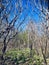 Amazing inviting view of waking up nature at spring time in Toronto park on sunny great warm day