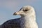 Amazing isolated image of a beautiful gull
