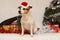 Amazing Jack russell with santa hat in christmas