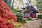 Amazing japanese maple with red leaves  also in spring and summer and pagoda building at distance