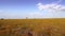 Amazing landscape in the Everglades of South USA