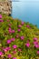 Amazing landscape with flowerson the hills closeup with mountain background.Turkey,Antalya.