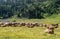 Amazing landscape of herd of cows sleeping and resting in a meadow in the Aragonese Pyrenees with a river in the background