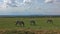 Amazing landscape of Kenya. Beautiful striped zebras calmly graze