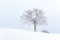 Amazing landscape with a lonely snowy tree
