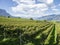 Amazing landscape at the vineyards of the Trentino Alto Adige in Italy. The wine route. Natural contest. Rows of vineyards