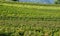 Amazing landscape at the vineyards of the Trentino Alto Adige in Italy. The wine route. Natural contest. Rows of vineyards