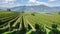 Amazing landscape at the vineyards of the Trentino Alto Adige in Italy. The wine route. Natural contest. Rows of vineyards