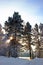 Amazing landscape of the winter forest where the sun rays shining through tall trees