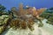 Amazing large common sea fan seascape