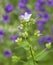 Amazing Lavender Bellflower Against Purple