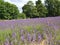 Amazing lavender field with a purple flower in Surry London