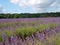 Amazing lavender field with a purple flower in Surry London.