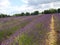 Amazing lavender field with a purple flower in Surry London