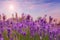 Amazing lavender field at sunset, closeup view