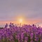 Amazing lavender field at sunset, closeup view