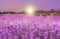 Amazing lavender field at sunset, closeup view