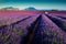 Amazing lavender fields in Provence,Valensole,France,Europe