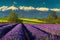 Amazing lavender fields and snowy mountains in background, Transylvania, Romania
