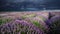 Amazing lavender fields in the summer time with storm clouds