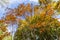 Amazing leaves colors in Autumn against the sky.