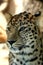 Amazing leopard