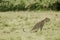 Amazing leopard in the nature habitat. Wildlife scene with dangerous beast. Hot weather in Africa