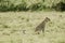 Amazing leopard in the nature habitat. Wildlife scene with dangerous beast. Hot weather in Africa.